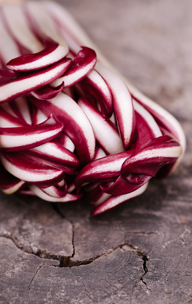 Radicchio Rosso di Treviso IGP tardivo