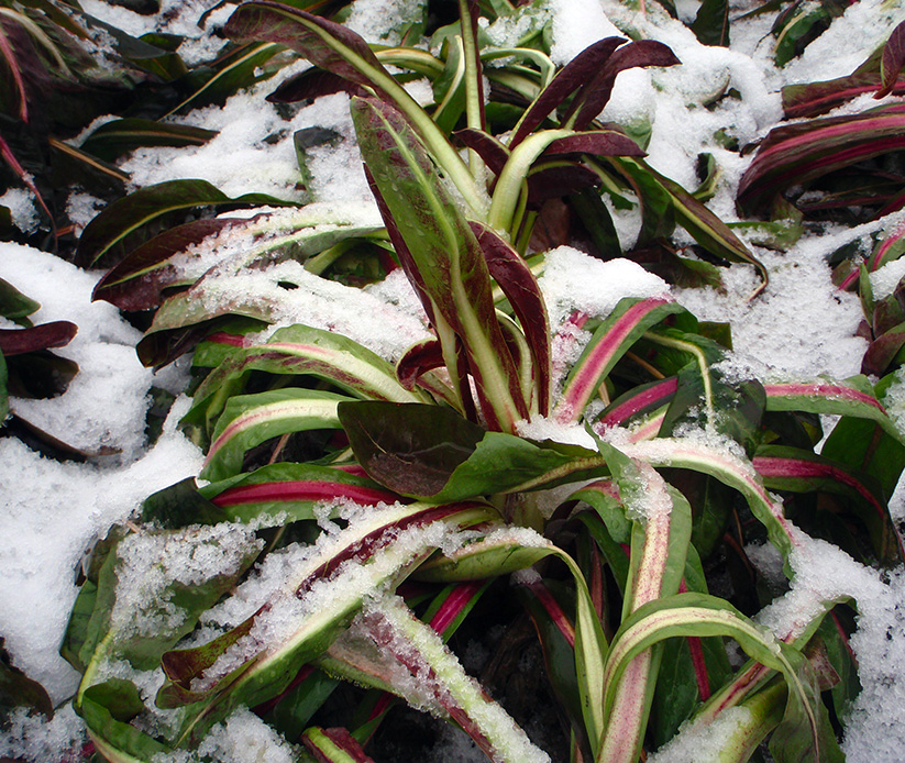 Coltivazione radicchio rosso di treviso