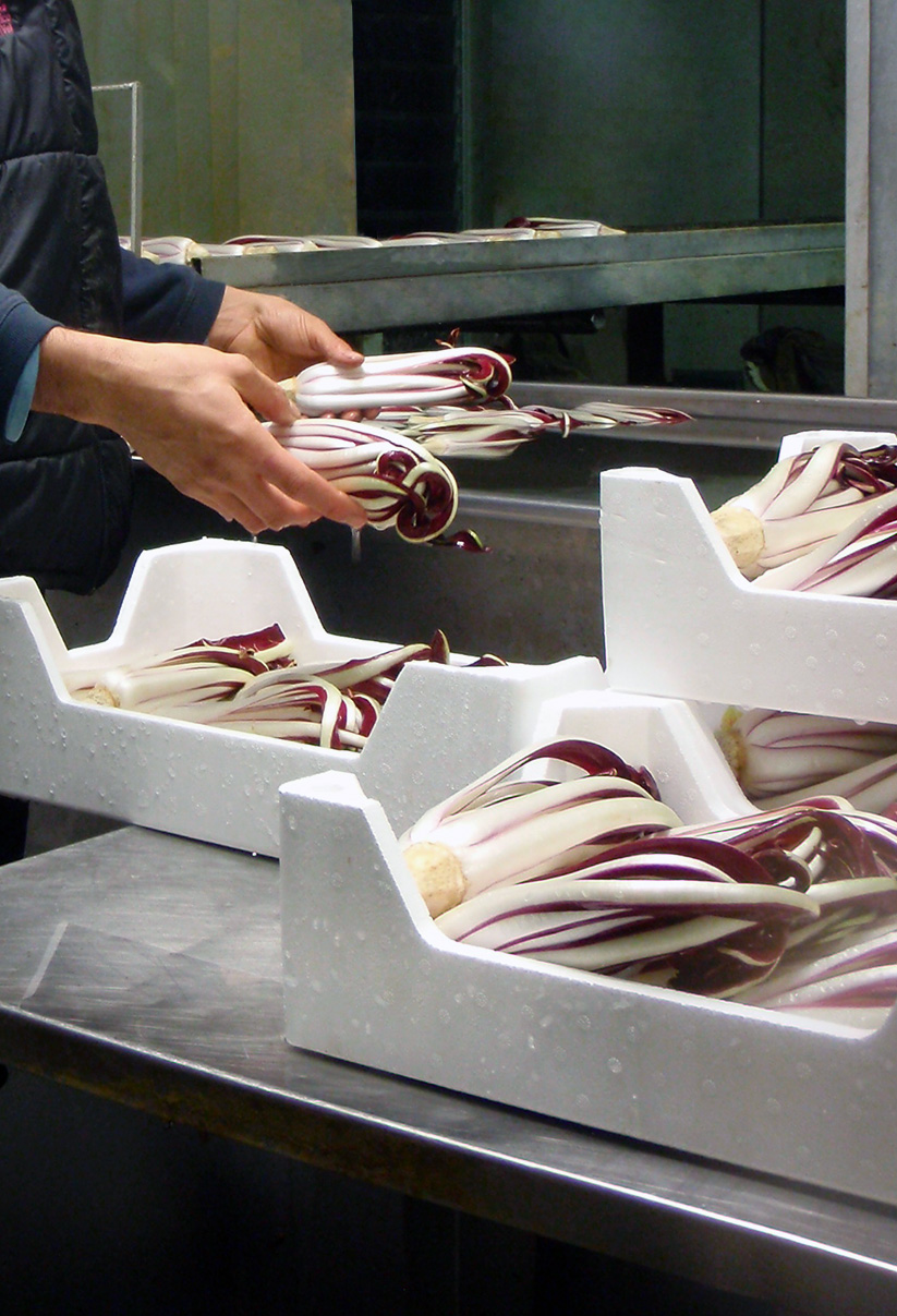 Vendita e produzione radicchio rosso di treviso