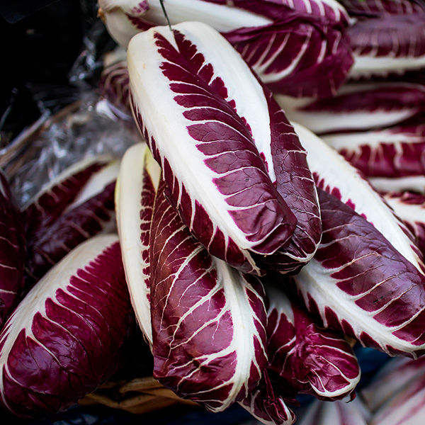 Radicchio Rosso di Treviso IGP precoce