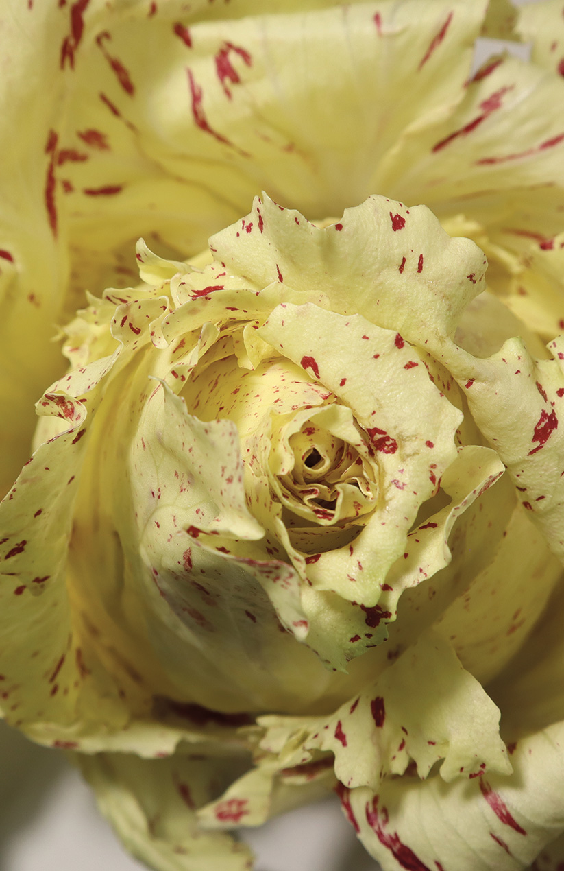 Radicchio variegato di Castelfranco