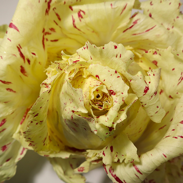 Radicchio variegato Castelfranco