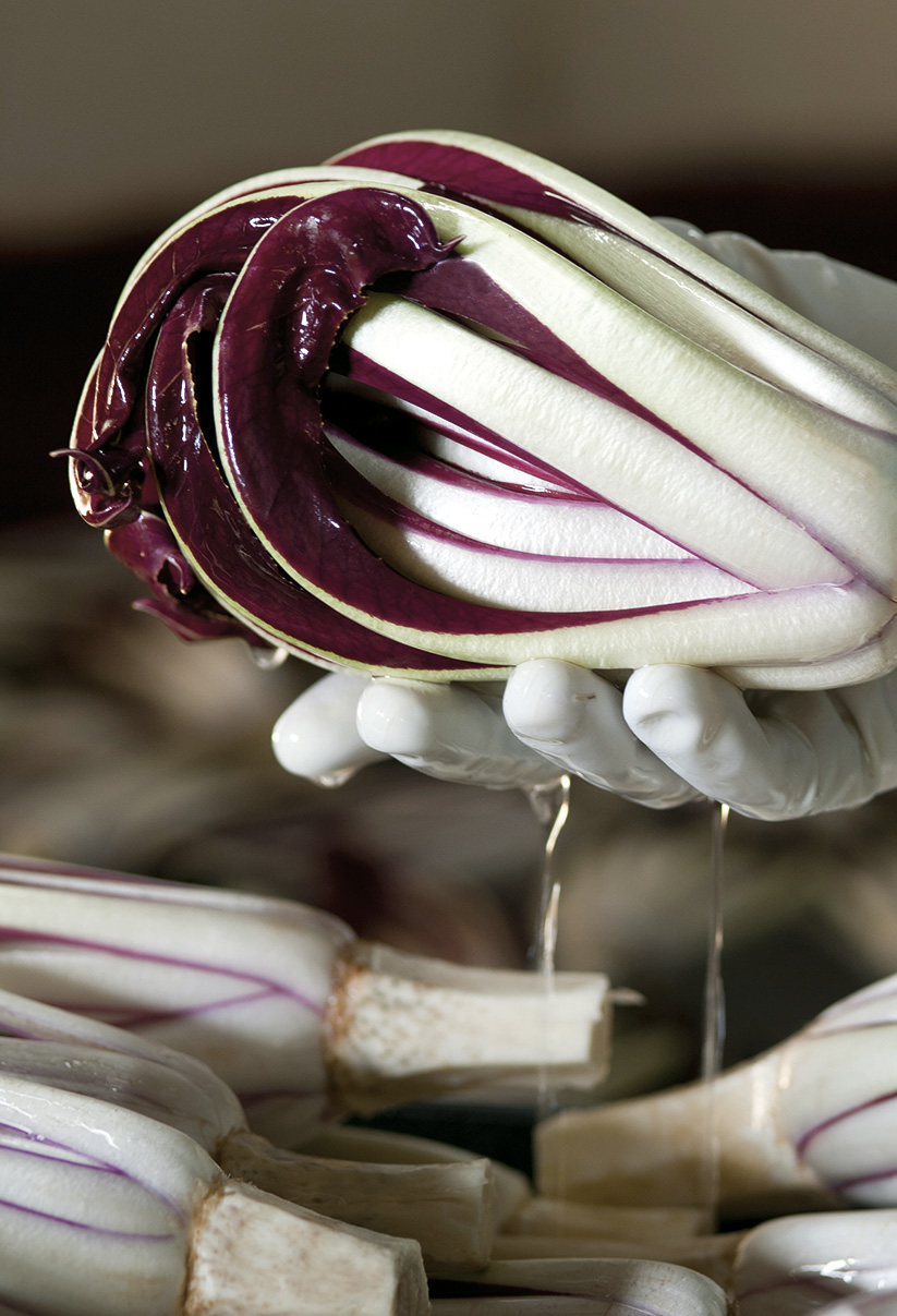 Radicchio rosso di treviso tardivo